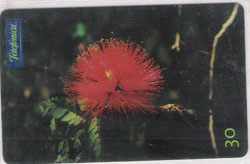 47268 SP 07/00 Flores do Cerrado - Calliandra Dysantha T500.000 INT 30C