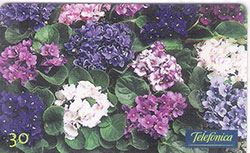 63347   SP   02/00  Flores- Violetas Africanas  T 500.000  CSM 30C