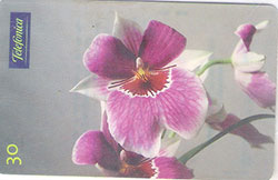 66635 SP 09/99 Flores - Orquidea Miltoniopsis T500.000 CSM 30C