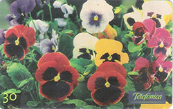 66687 SP 11/99 Flores - Amor Perfeito Multicoloridos T 500.000 CSM 30C