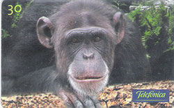 67065 SP 03/00 Animais Selvagens - Chimpanz T 500.000 CSM 30C