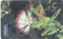 67181 SP Flores do Cerrado - Calliandra Virgata T 500.000 INT 30C